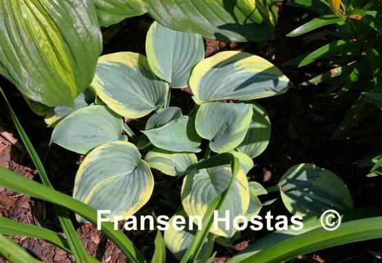 Hosta Secret Ambition